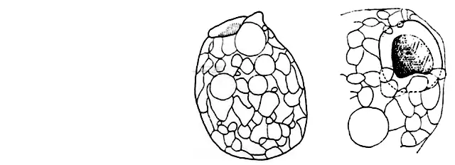 Heleoporella caustica